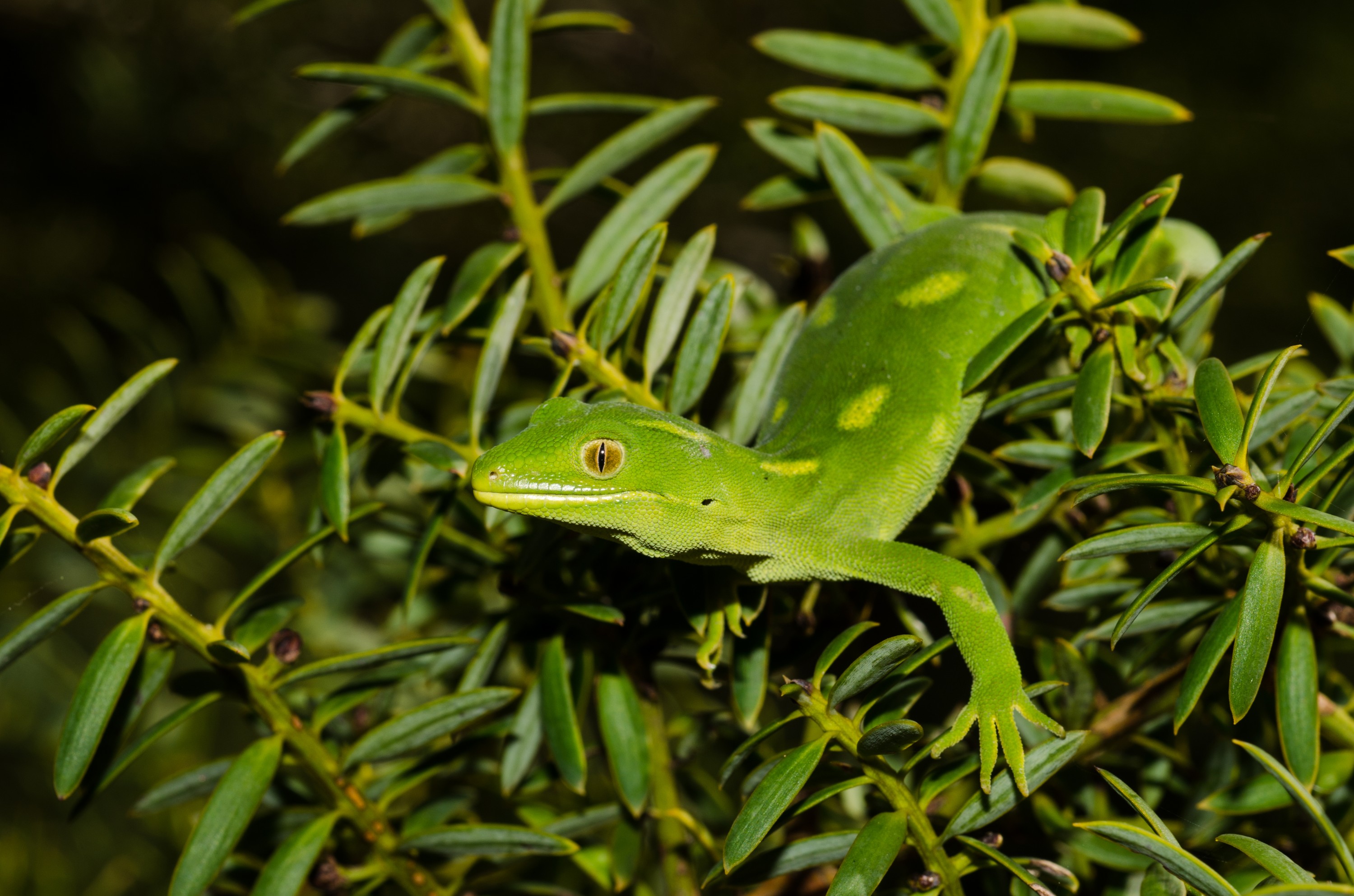 DSC_0171 – Auckland, green, gecko, Naultinus, elegans, elegans, home, lizard, Crispin, reptiles, amphibians, rare, cold, blood, new, new zealand, zealand, nz